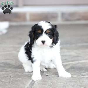River, Cavapoo Puppy